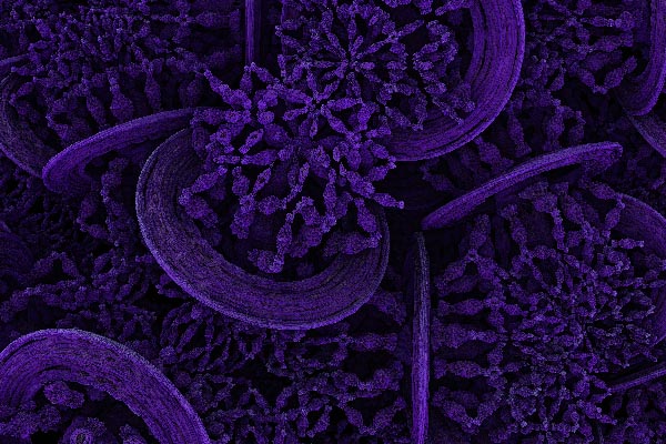 Fractal art - Bacterium