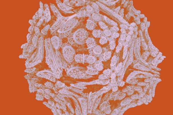 Fractal art - Fractal Face