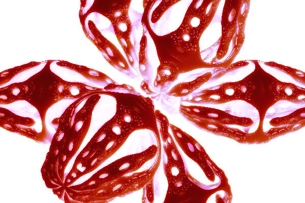 Fractal art - Tulips